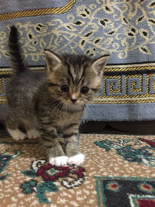 Skottish strayt 1.5 oyli