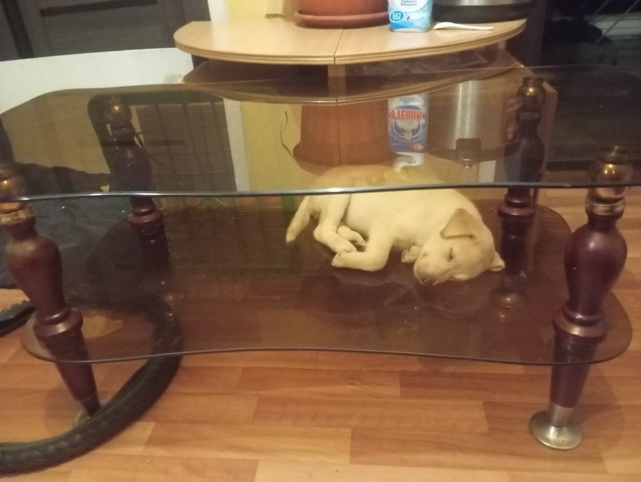 отдам в хорошие руки щенков