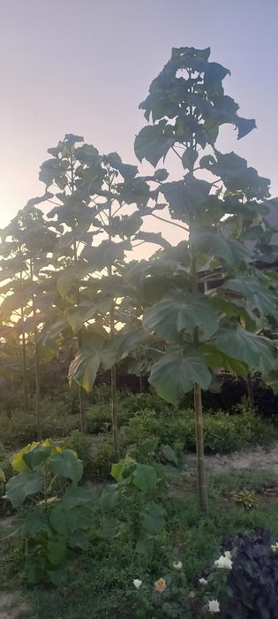 Павловния саженцы