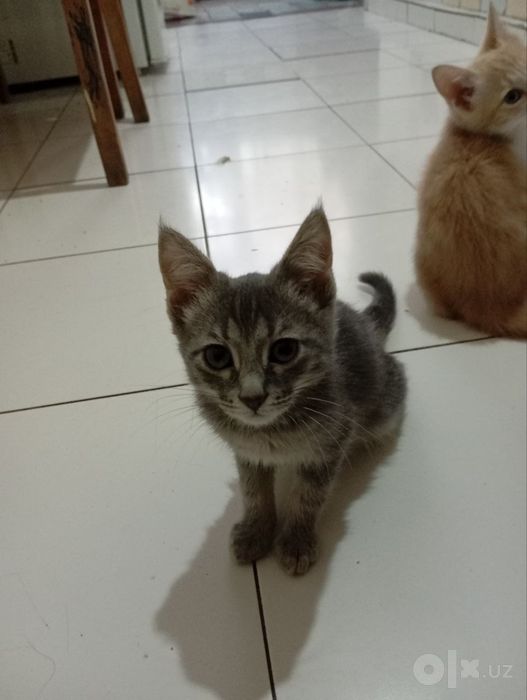 Котята даром в добрые руки