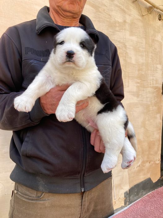 Щенок ( туркменского Алабая ) чистокровный