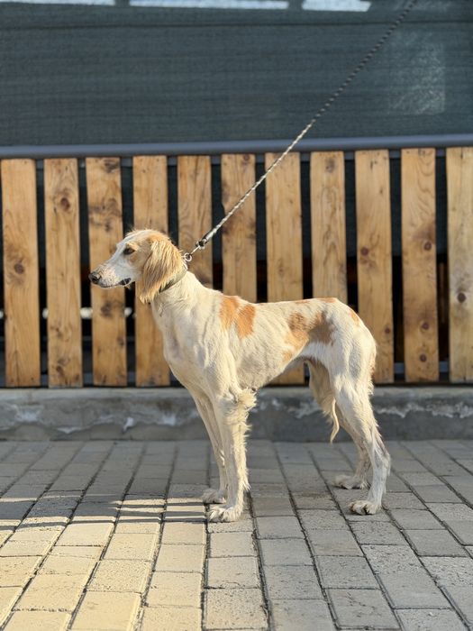 Продам щенка Казахской Тазы