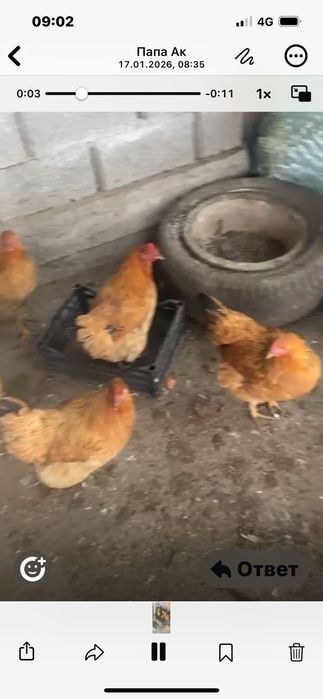 кучинские курицы