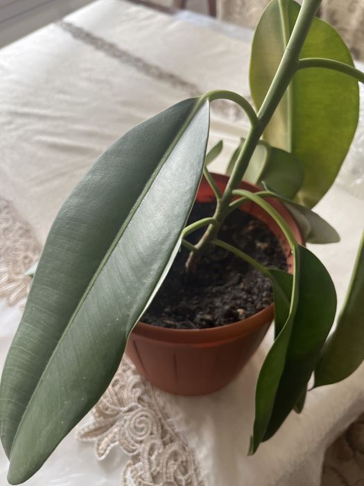 Продам комнатные цветы