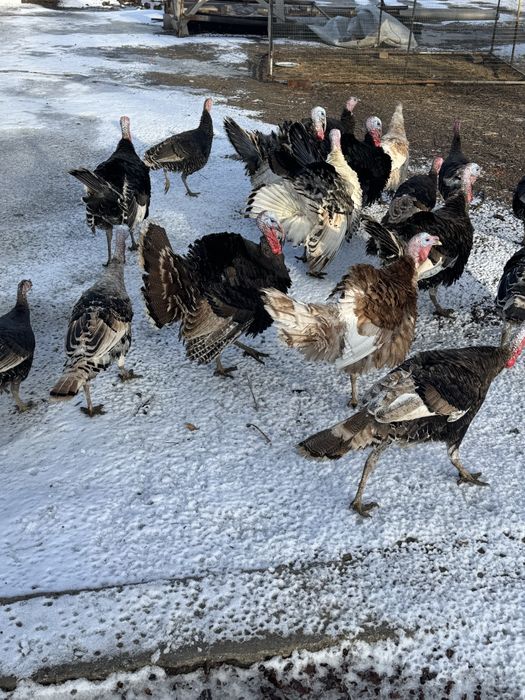 Продаются индюки