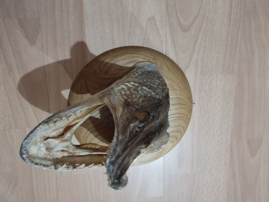 Продавам рибарски трофей