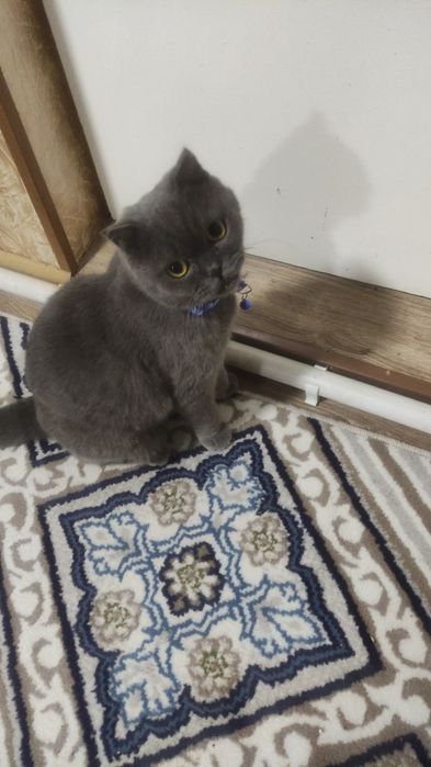 Vyazkaga qoshishga sotilmidi ‼️klient bolasidan beradi