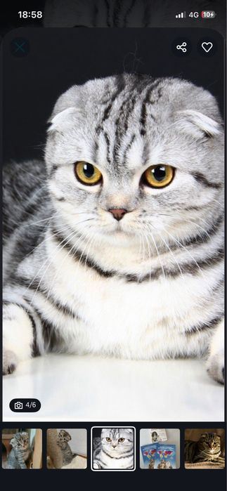 Шотландский вислоухий котёнок