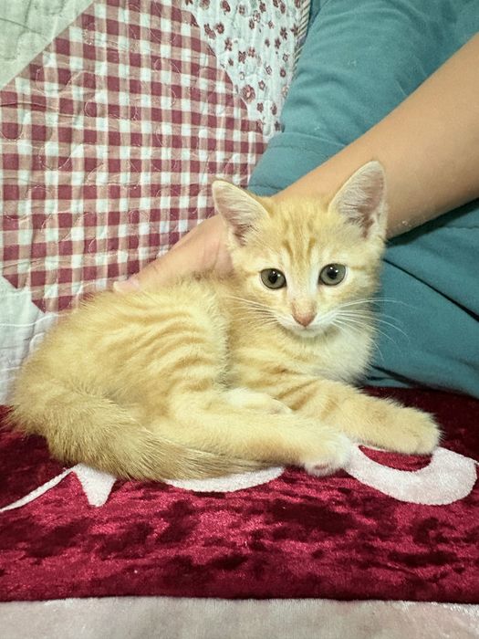 Котенок в добрые руки