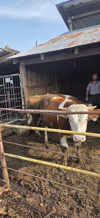 Vând 2 tauri de 300 400 kg