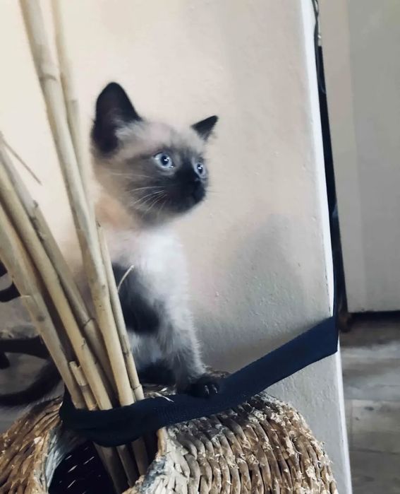 Сиамские Котята в Дар!