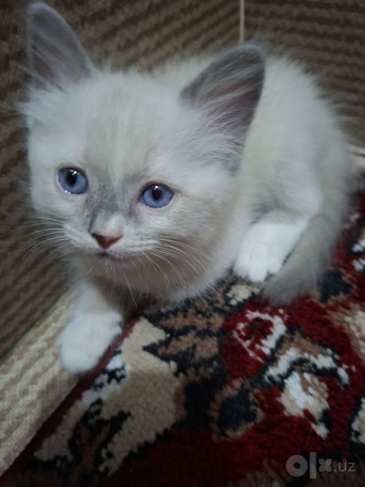 Ragdoll mushuk sotiladi