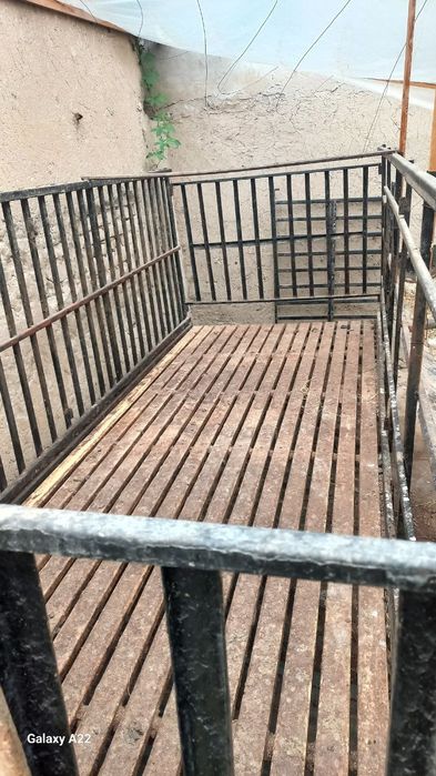 Qora qoy uchun sotladi