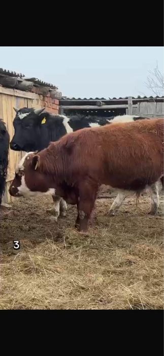 Продам бычков с откорма