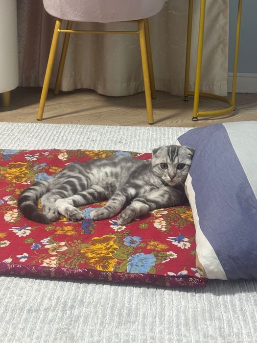 Продам котенка шотландец вислоухий