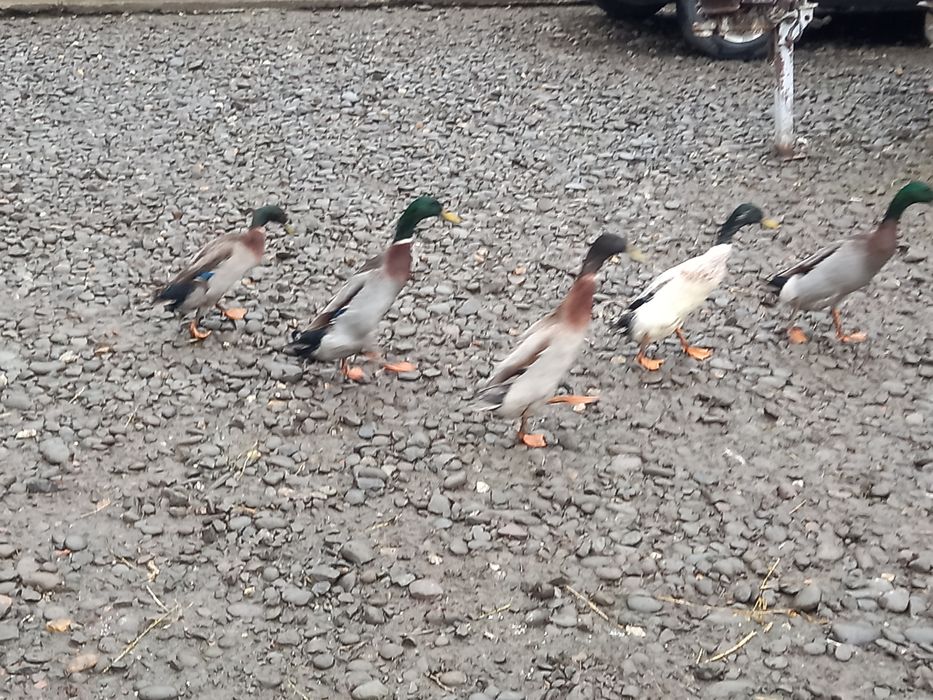 Oua pentru incubat de la rate indiene alergatoare