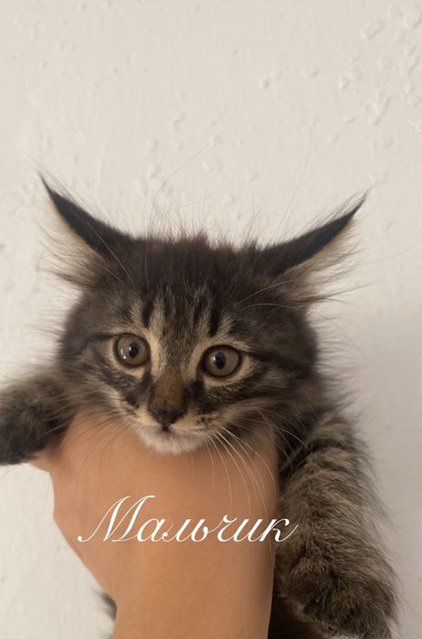 Кошкаааа дамашнии
