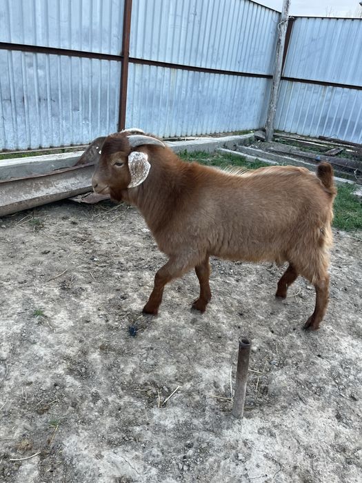 Теке 5 айлык сутті линия