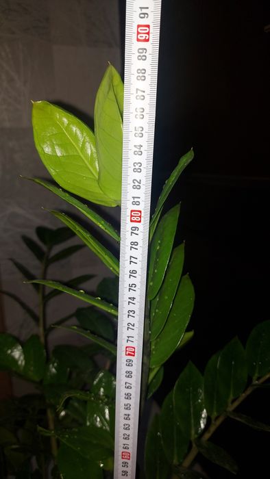 Долларовое дерево. 25000.