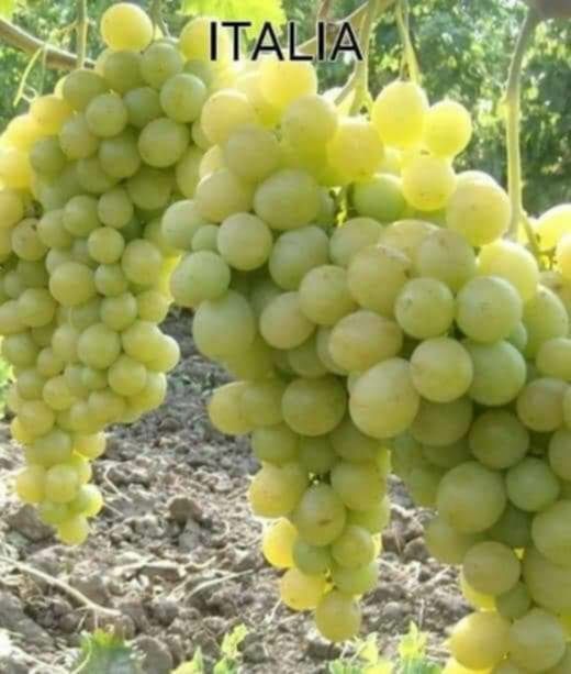 Butasi de vită de vie nu mai la un pret de 5 lei pe buc