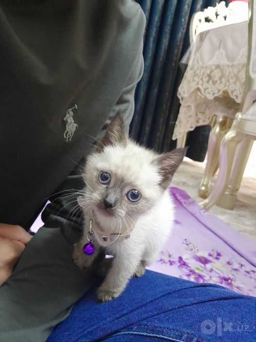Мушук зотдор, хали кчкина, сиамский мушук