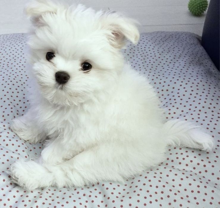 Bichon  Miny Cadoul perfect
