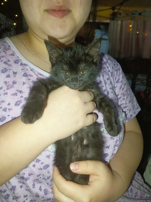Продаётся котята (2 месяца)

Дата рождения: 1 марта
Есть:
— чёрн