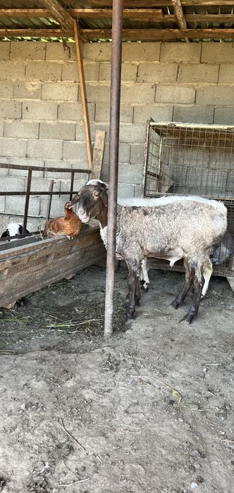 Бараны кошкары молодые