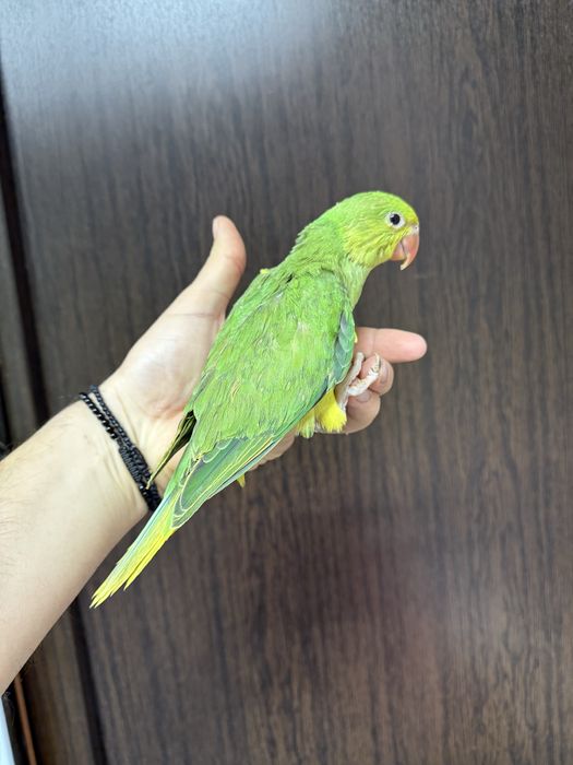 Papagali blanzi pui micul alexandru alexander