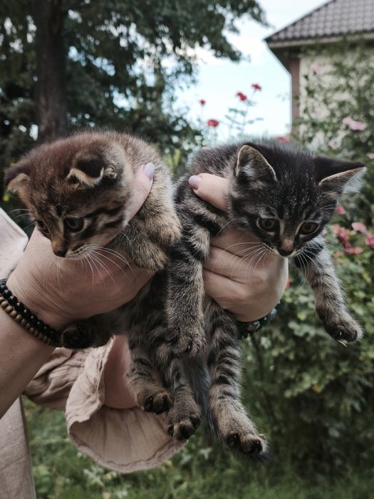 Отдам котят бесплатно