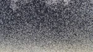 Oua artemia umeda -artemia shrimp