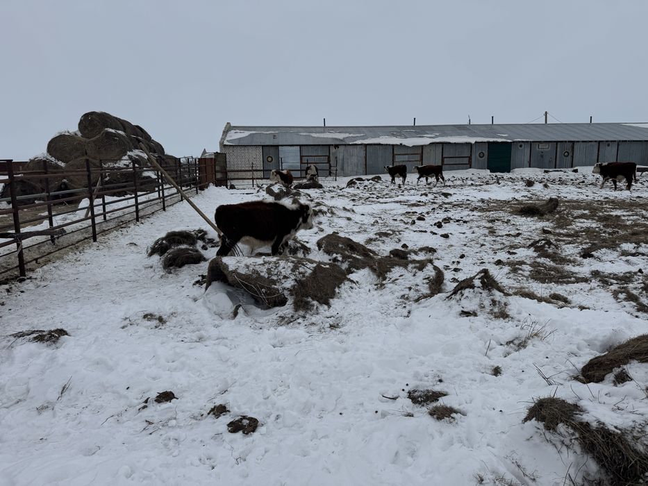 Пацостар сатылады. 10 бас!