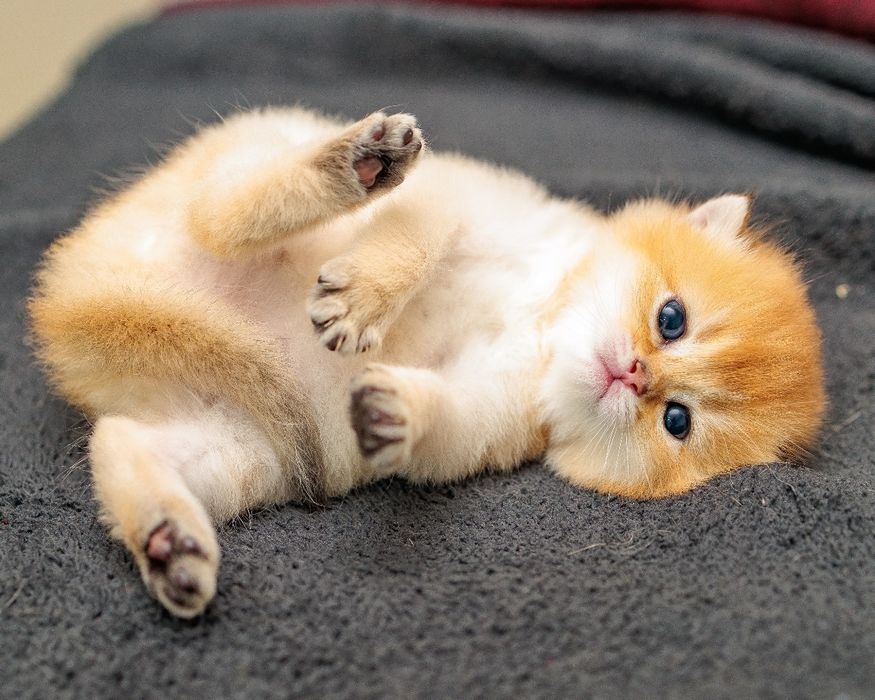 Золотая Шиншилла котята