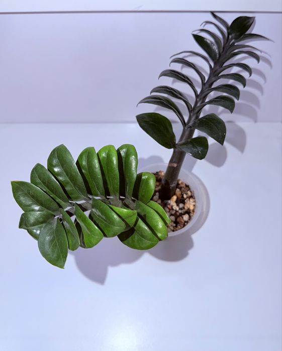 Замиокулькас Зензи, комнатные растения, комнатные цветы