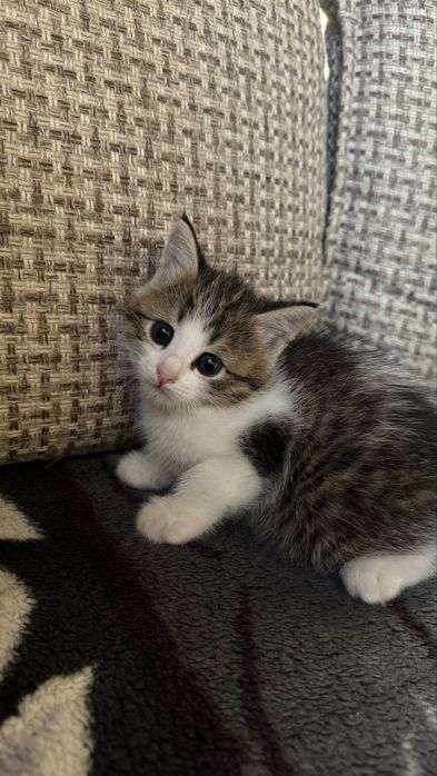 Отдам котят в добрые руки