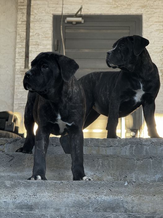 Продается Кане Корсо