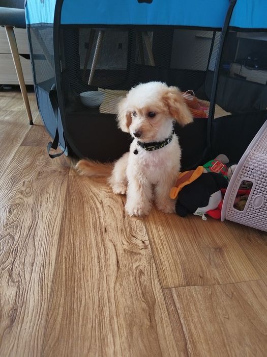 Той/Мини пудел момченце