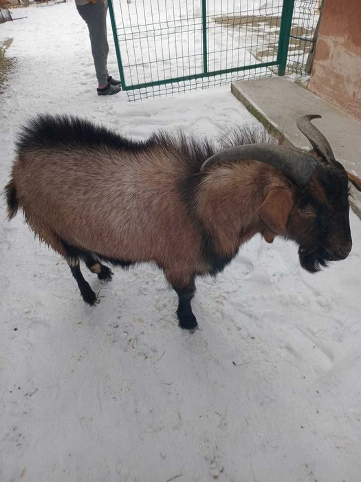 Vând țap, rasa alpină franceză pură