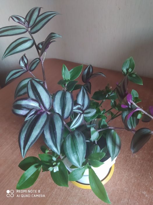 Продам комнатные цветы разные.