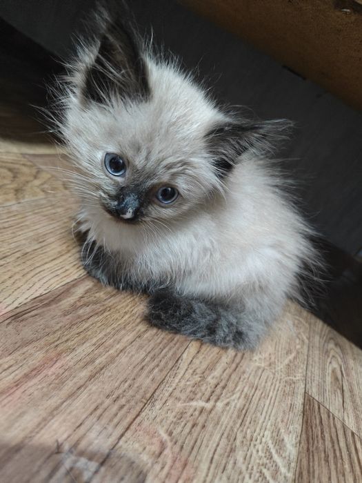 Отдам котят бесплатно