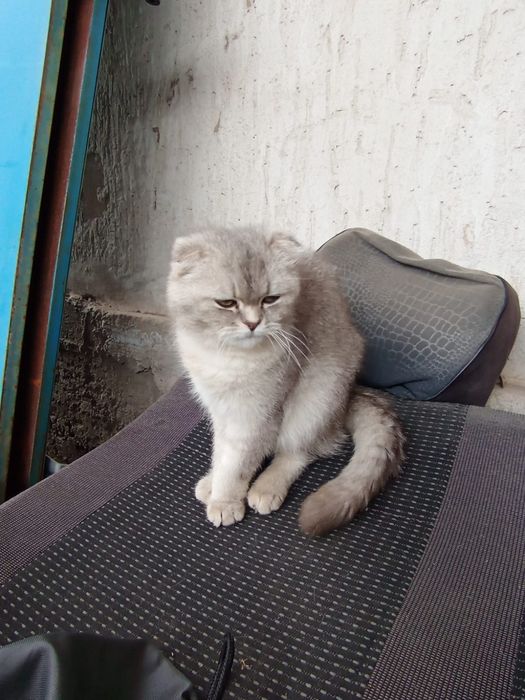 Шотландский мысық