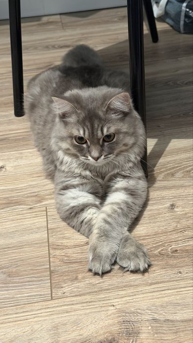 Отдам кошку в добрые руки