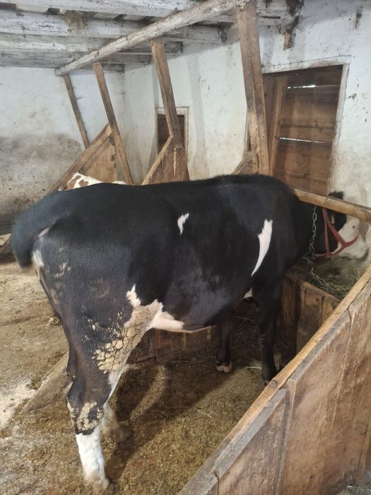 Vând o vițică bălțată și una angus