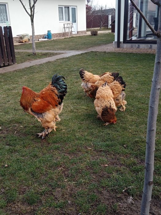 Vând ouă pentru incubat de brahma columbia pe negru