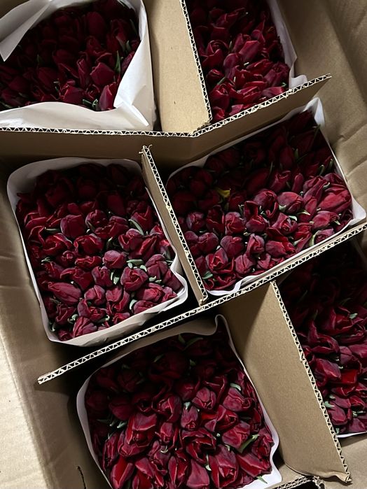 Тюльпаны Оптом