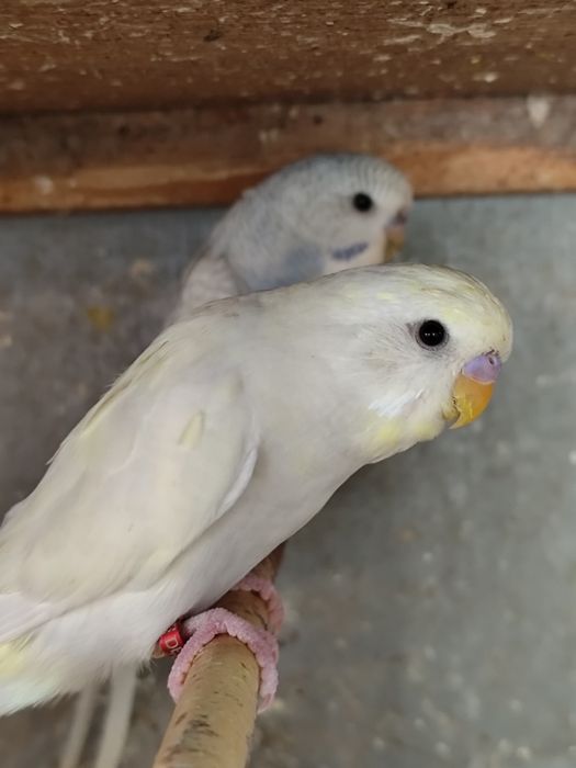 Peruși ,pui și tineret