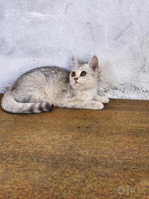 British Chinchilla