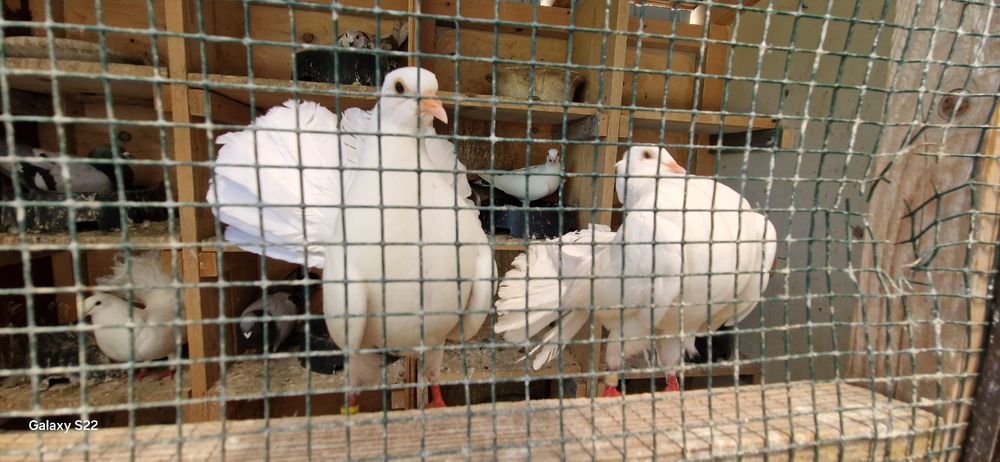 Porumbei voltati tineri