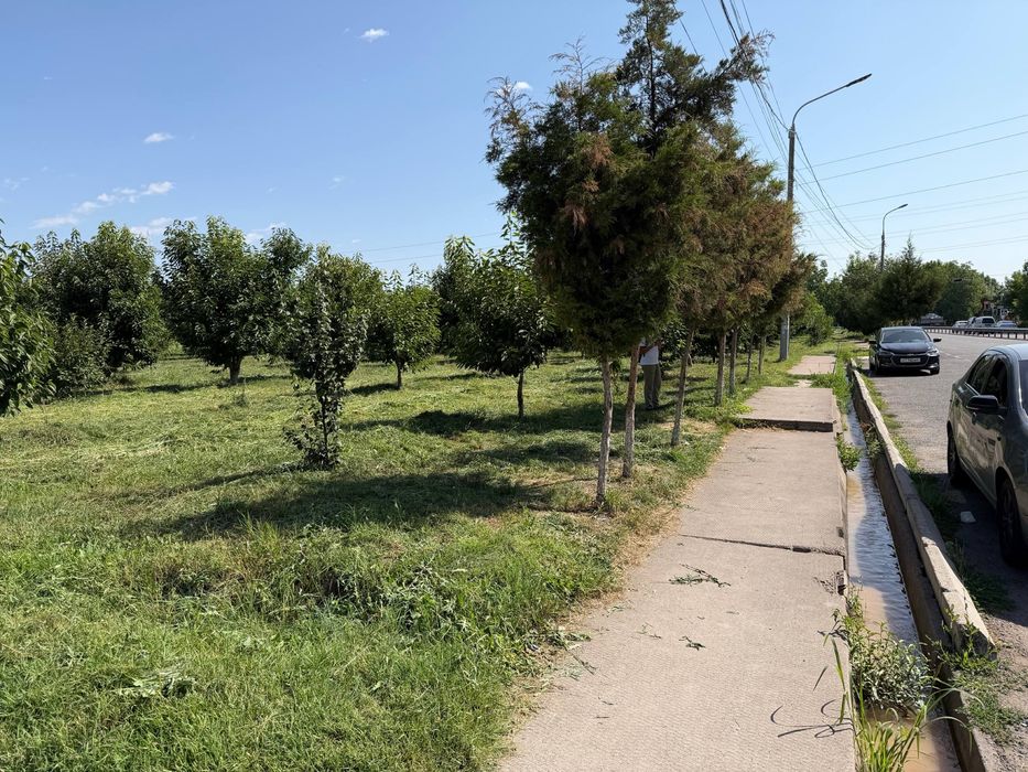 Ijaraga beriladi hosilga kirgan gilos bog