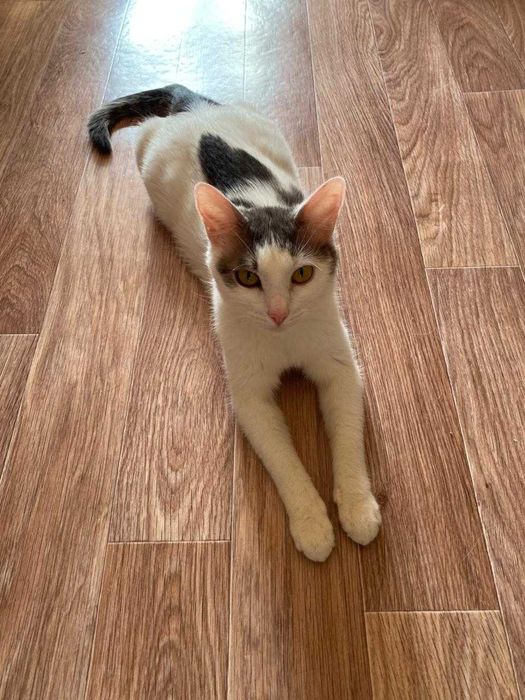 Отдадим котенка в добрые руки